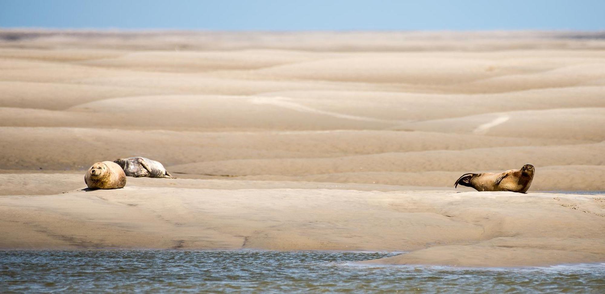 Odyssee Gite Sur Peniche Saint-Valéry-sur-Somme Exteriör bild